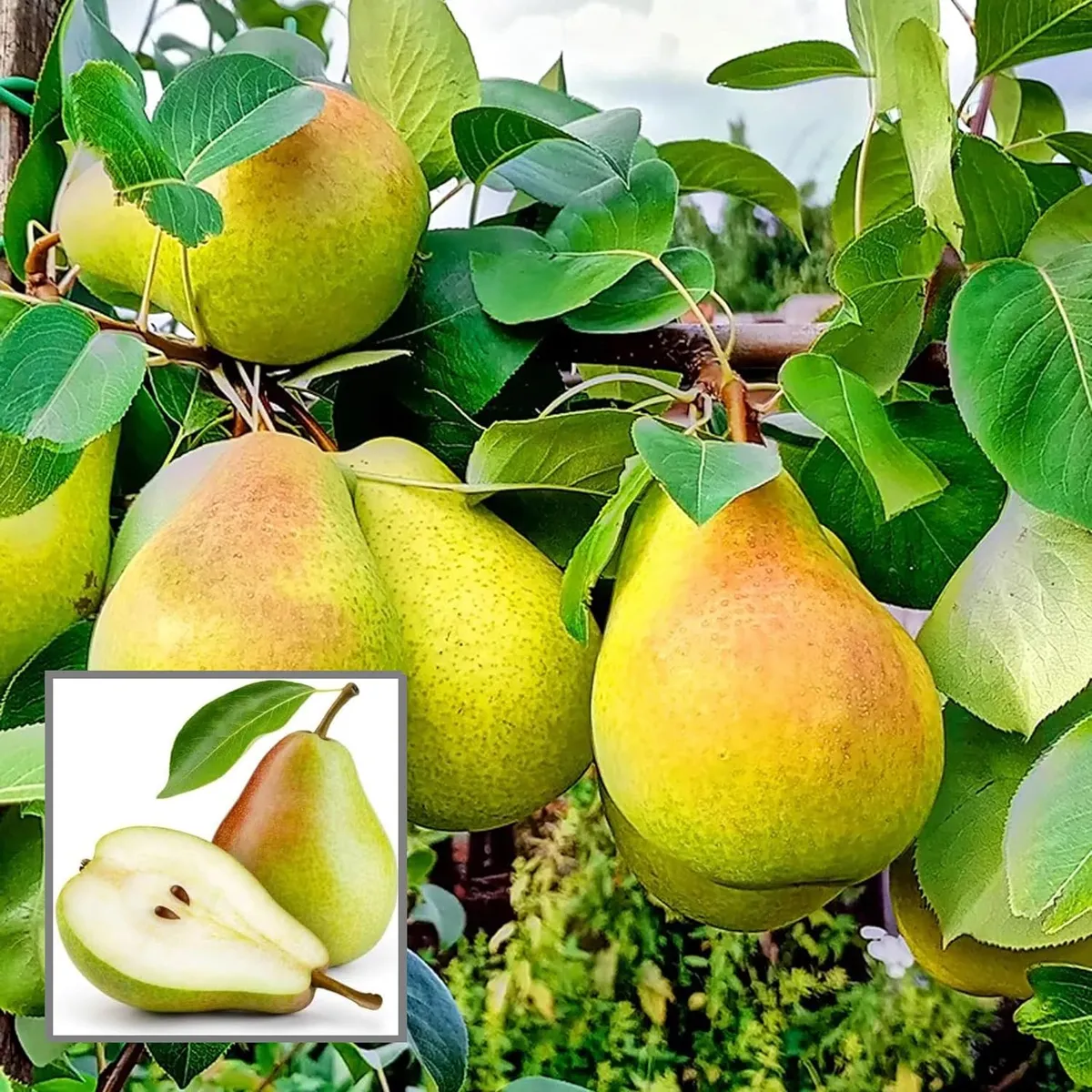 Pear Pyrus Communis Nashpati Layering/Grafted Fruit Live Plant