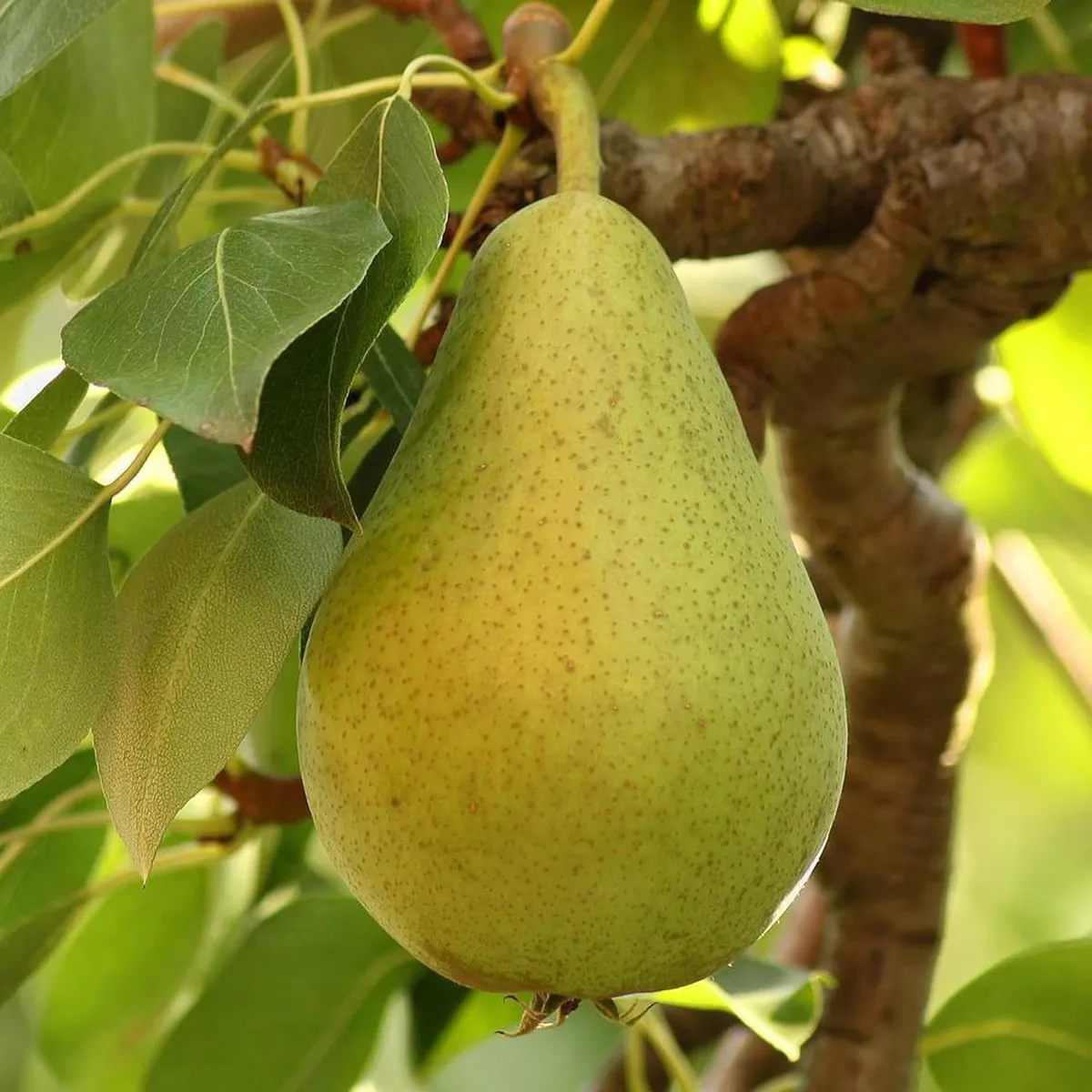 Babugosha Pear Pyrus Communis Nashpati Layering/Grafted Fruit Live Plant - Image 3