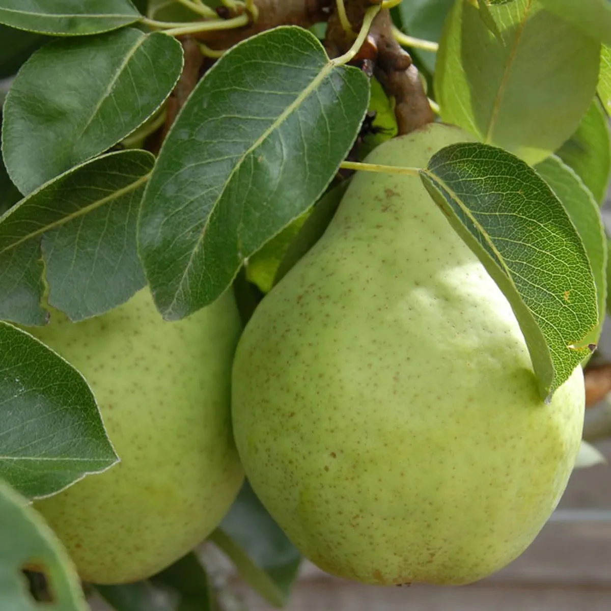 Babugosha Pear Pyrus Communis Nashpati Layering/Grafted Fruit Live Plant - Image 4