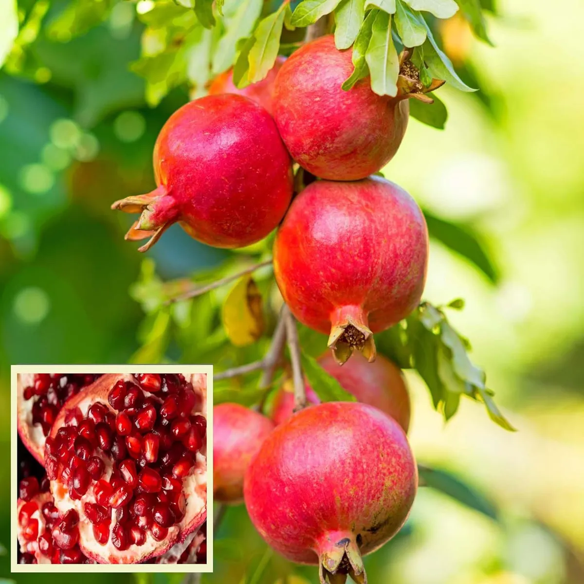 GM2 Pomegranate Plant – Fruit Tree (Anar)