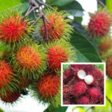 N18 Rambutan Plant – Tropical Fruit Tree