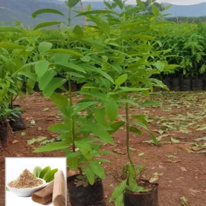 White Sandalwood Chandan Avenue – Plant