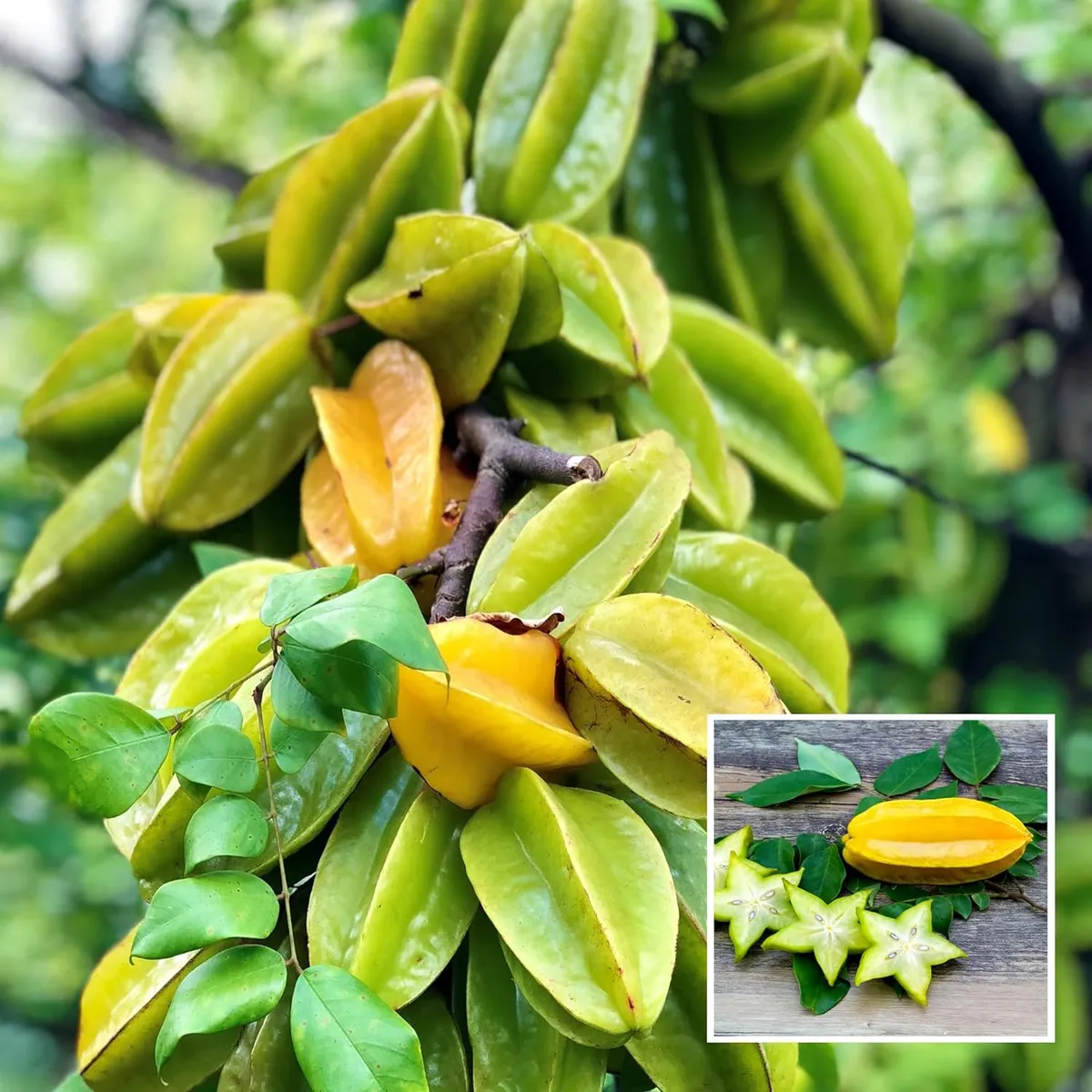 Sour Star Fruit Carambola Kamranga Amrak Grafted Live Plant