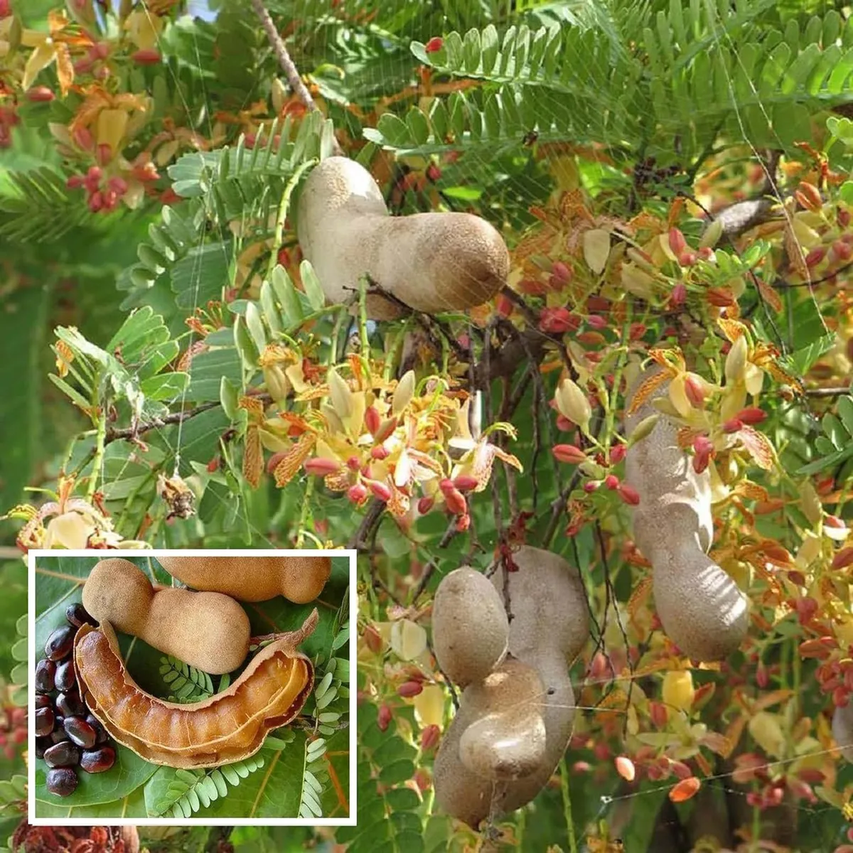 Sour Vantoor Tamarind Plant – Imli