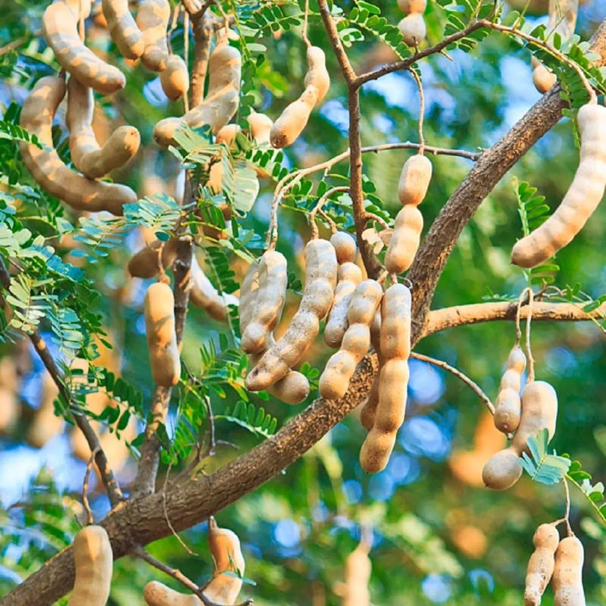 Sour Vantoor Tamarind Plant – Imli - Image 2