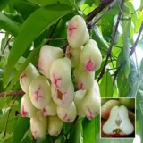 Mixed Wax Apple Plant – Tropical Fruit Tree