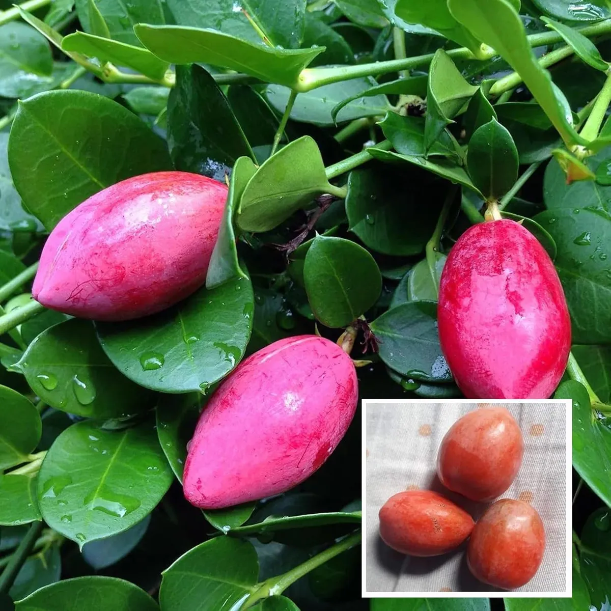 Thai Sweet Karonda (Carissa carandas) – Fruit Plant