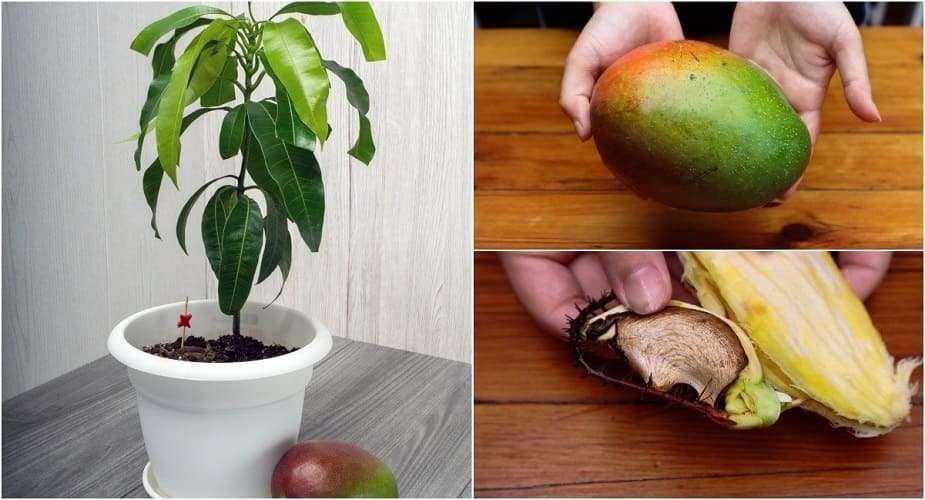 Mango Tree (Grown Through Seeds)