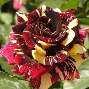 Abracadabra Rose – Flower Plant