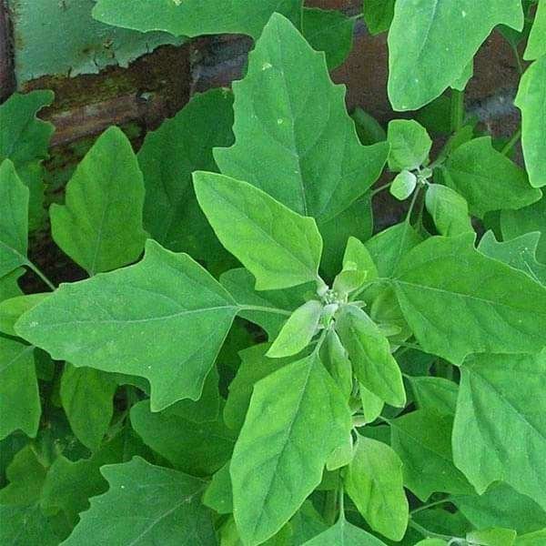 Bathua (Bathuya) – Desi Vegetable Seeds