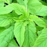 Chaulai (Amaranth) – Desi Vegetable Seeds