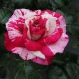 Rose Hybrid pink red graftad outdoor rose plant