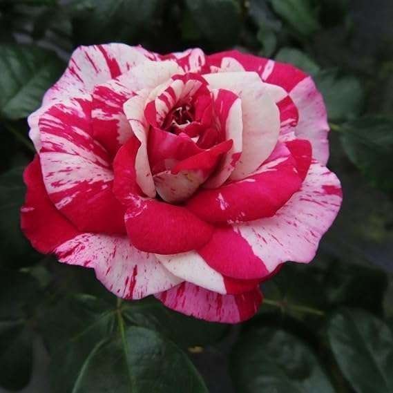 Rose Hybrid Pink Red
