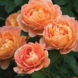 Orange Rose Vine – Flower Plant (Rosa May Queen)