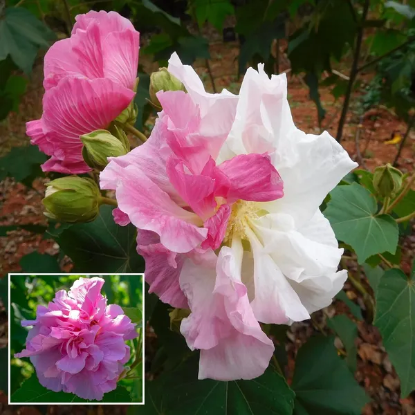Double Petal Cotton Rose Plant – Hibiscus Mutabilis