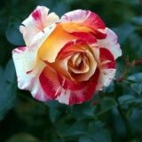 Rainy season rose flower live plant