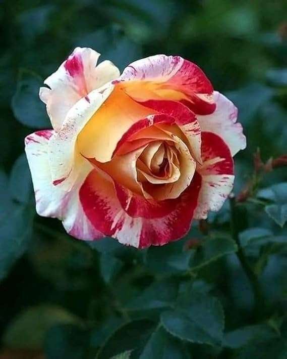 Rainy season rose flower live plant