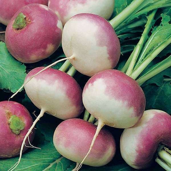 Turnip Purple Top - Desi Vegetable Seeds