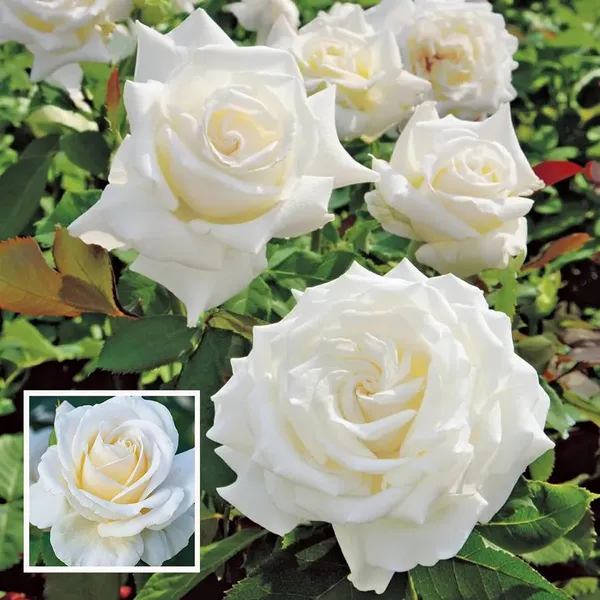 WHITE Rose Fragrant Flower Live Plant
