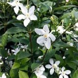 Srilankan Jasmine Flower Plant