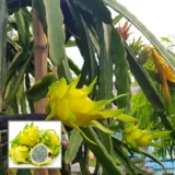 Yellow Dragon Fruit Plant