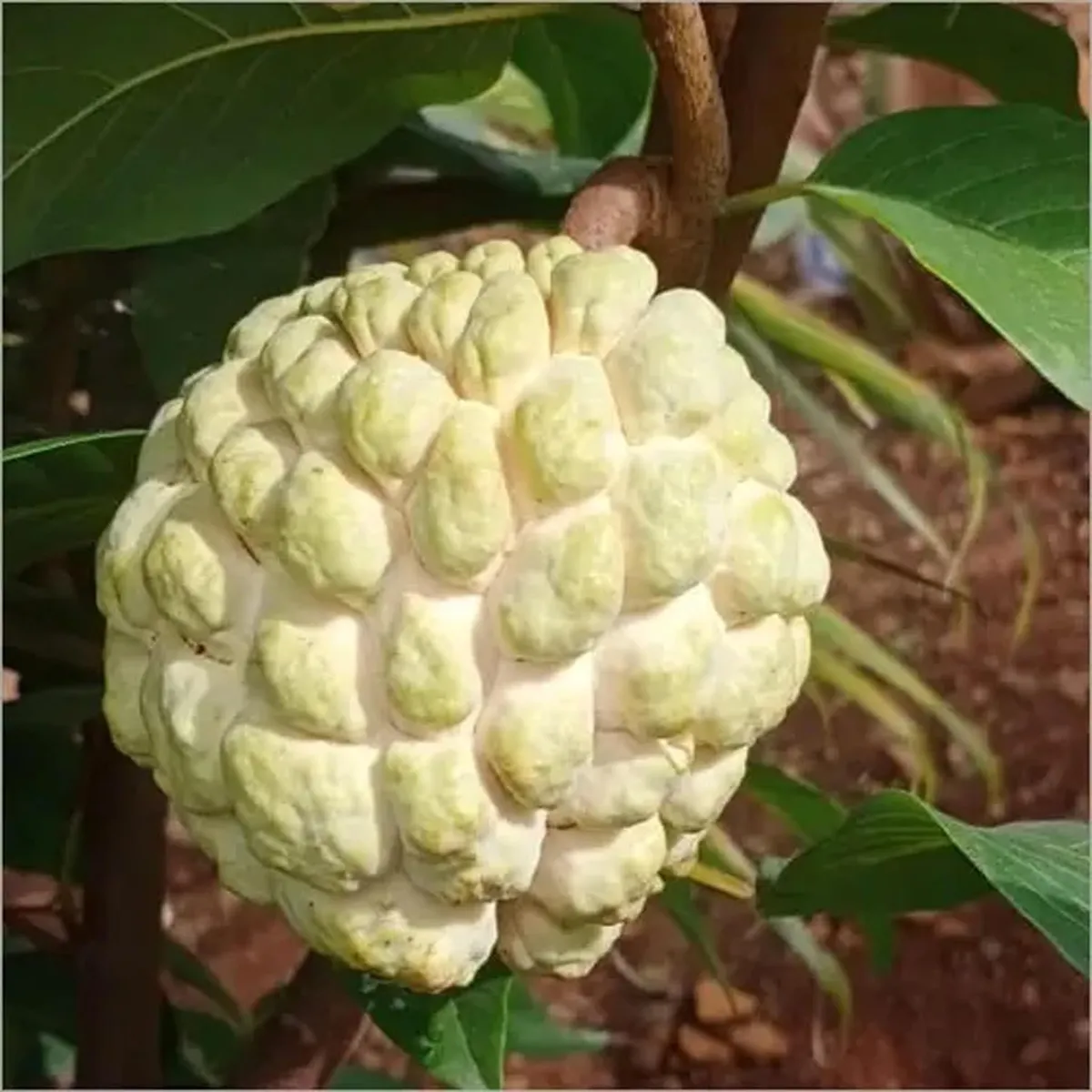 Super Golden Custard Apple – Fruit Plant - Image 2