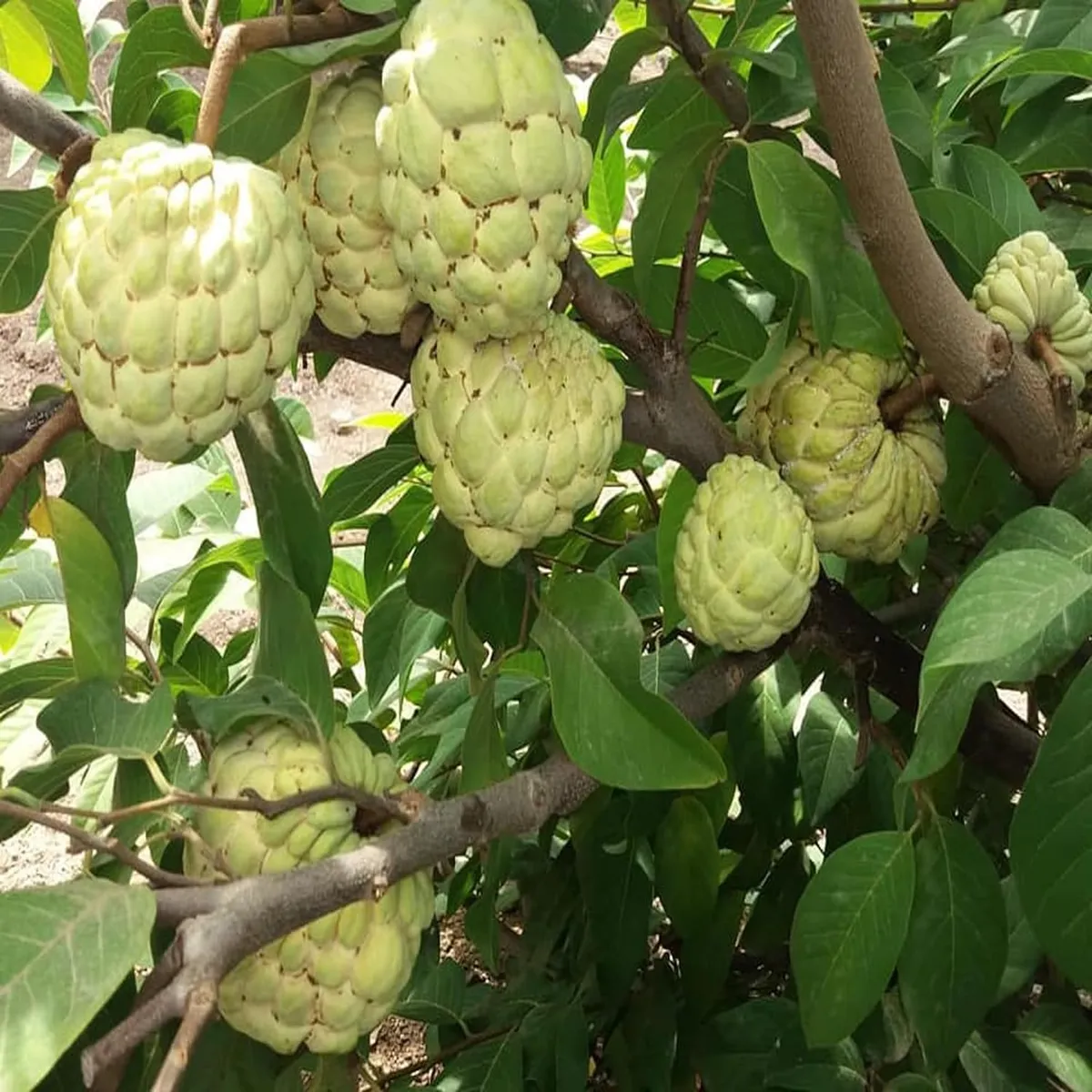 Super Golden Custard Apple – Fruit Plant - Image 3
