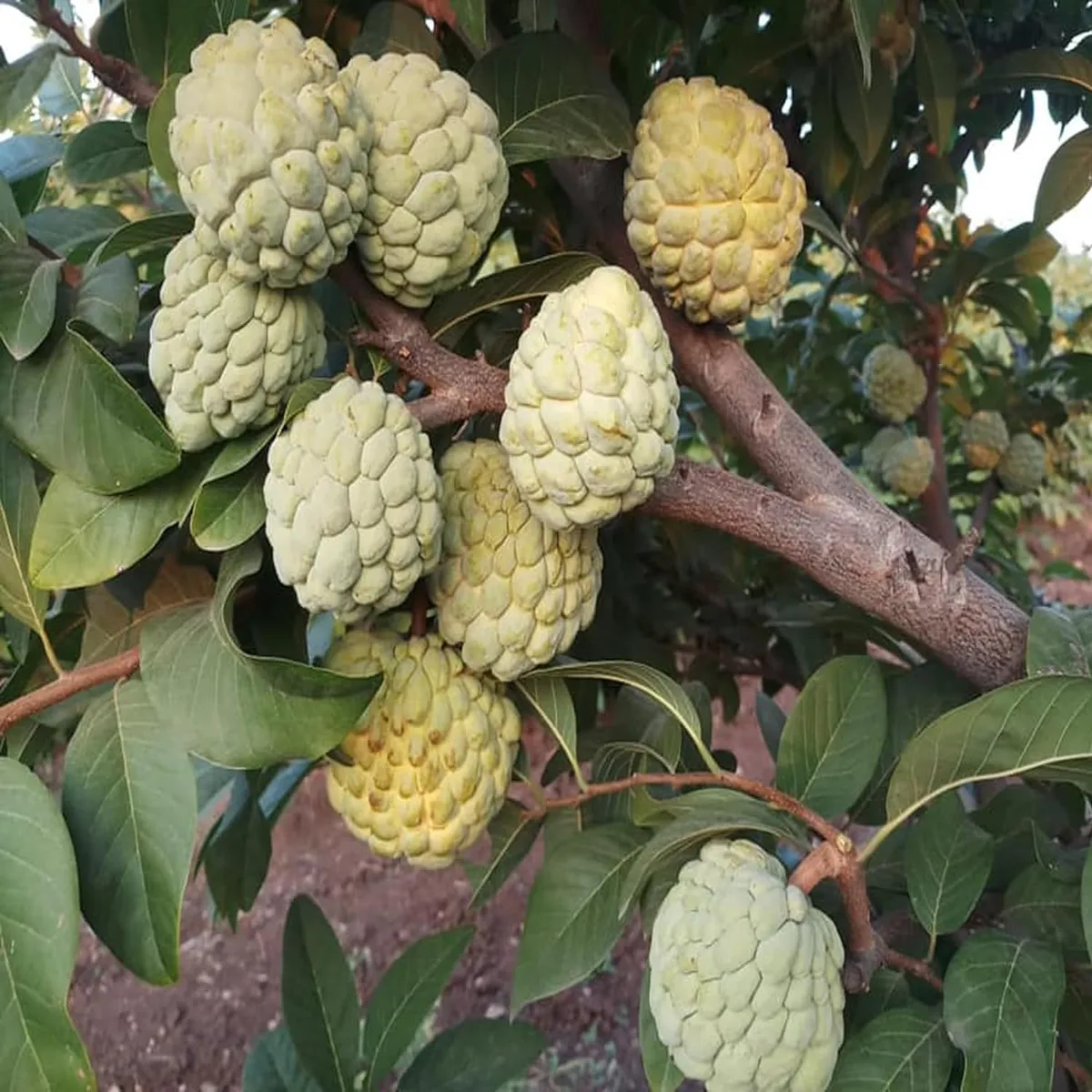 Super Golden Custard Apple – Fruit Plant - Image 4