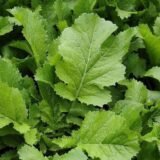 Mustard (Sarso Saag Leaves) – Desi Vegetable Seeds