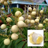 Snow White Dragon Eye Plant – Longan Fruit Tree