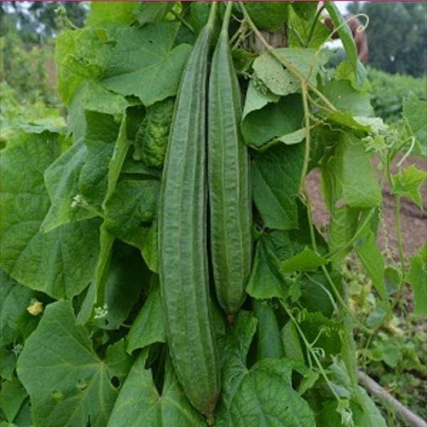 Ridge Gourd F1 Hybrid – Vegetable Seeds
