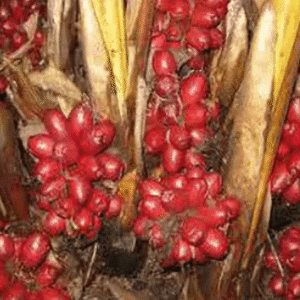 Badi Elaichi (Black Cardamom)