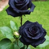 Black Rose - Flower Plant
