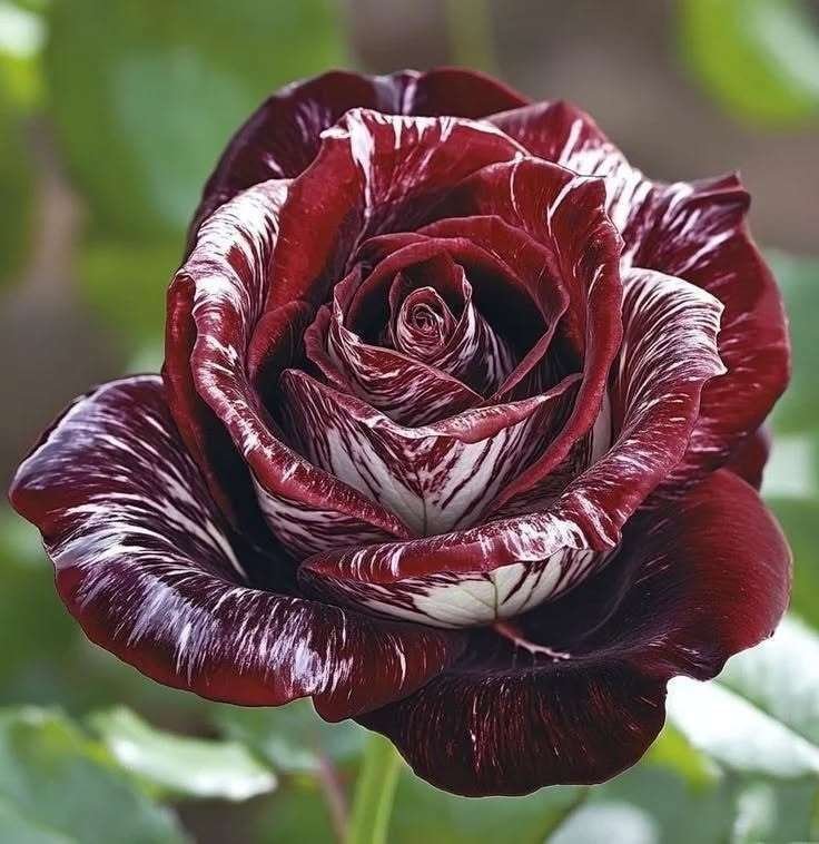 Special Rose Plant Y9