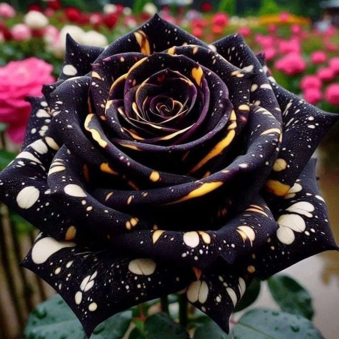 Special Rose Plant Imported S1