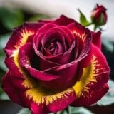 Special Rose Plant Imported S5
