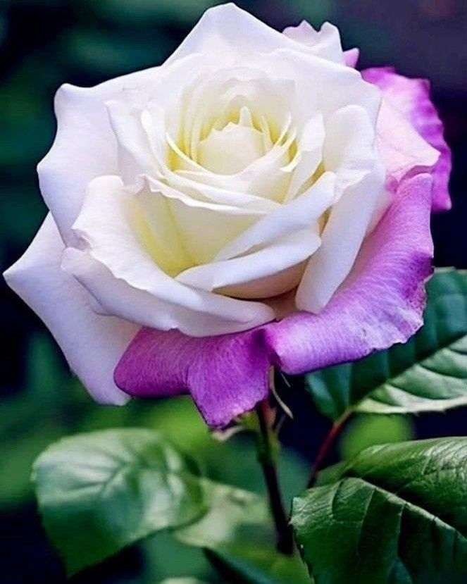 Special Rose Plant Imported S6