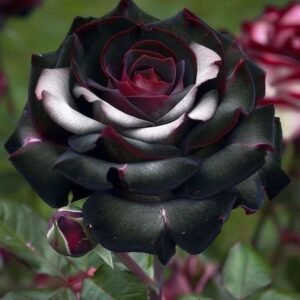 Special Rose Plant Imported S11