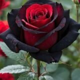 Special Rose Plant Imported P6