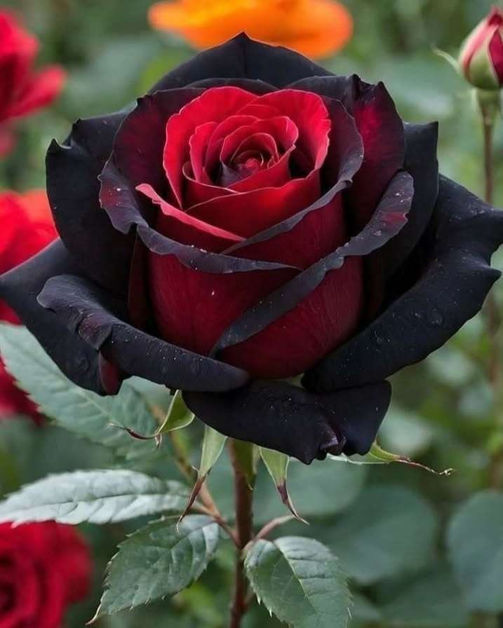 Special Rose Plant Imported P6