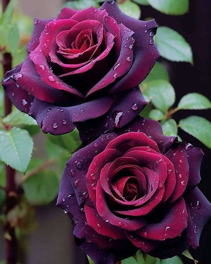 Special Rose Plant Imported P7