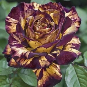 Special Rose Plant Imported P8