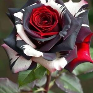 Special Rose Plant Imported P11