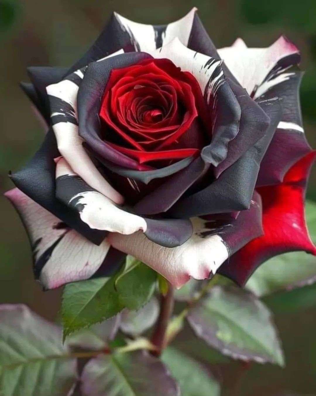 Special Rose Plant Imported P11