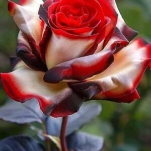 Special Rose Plant Imported P12