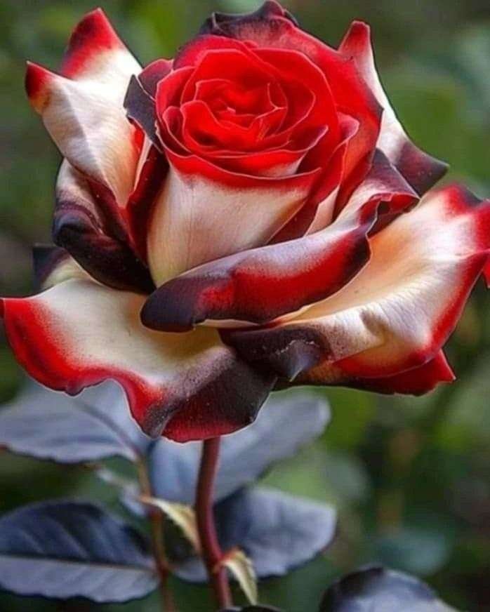 Special Rose Plant Imported P12