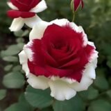 Special Rose Plant Imported P16