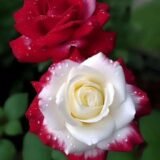 Special Rose Plant Imported YT1