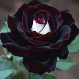 Special Rose Plant Imported YT7