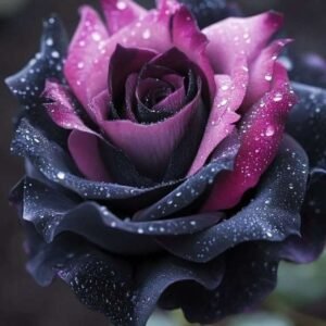 Special Rose Plant YT11